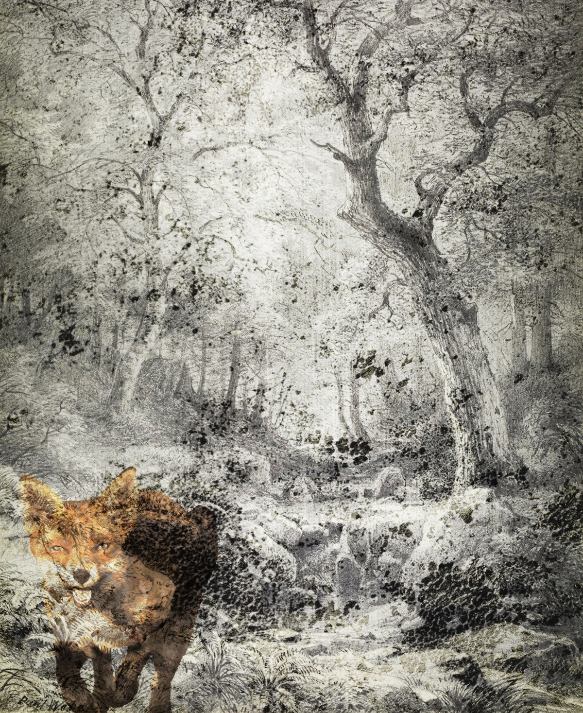 La volpe nel bosco 02