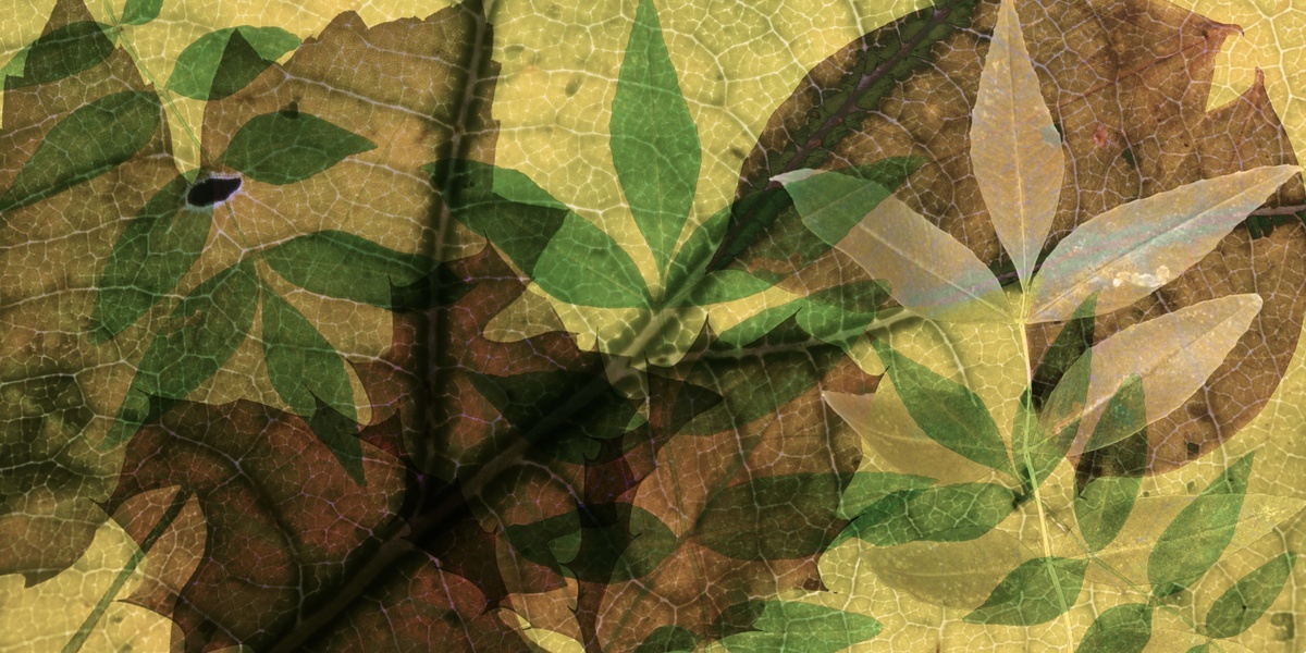 Come le foglie clf1801