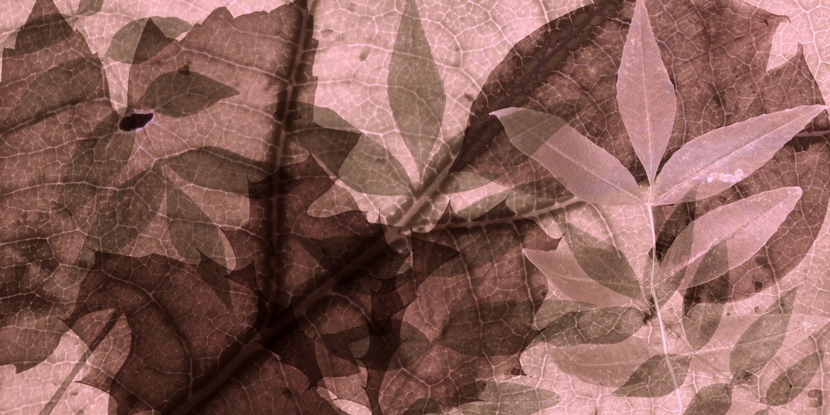 Come le foglie clf1803